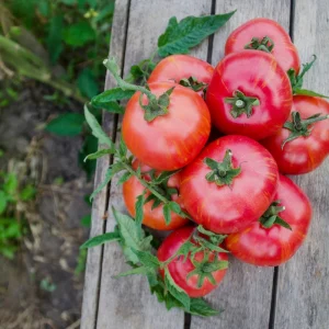 Combien de fois épandre la cendre au pied des tomates ? Comment utiliser efficacement cet engrais gratuit ?