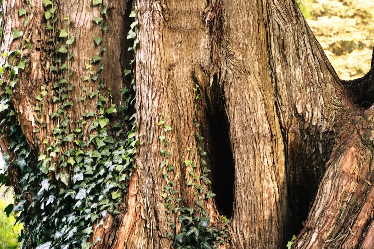 tronc d arbre mature lierre grimpant nature plantes