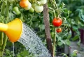 5 erreurs à éviter lors de la culture des tomates : avis d’experts pour une récolte abondante