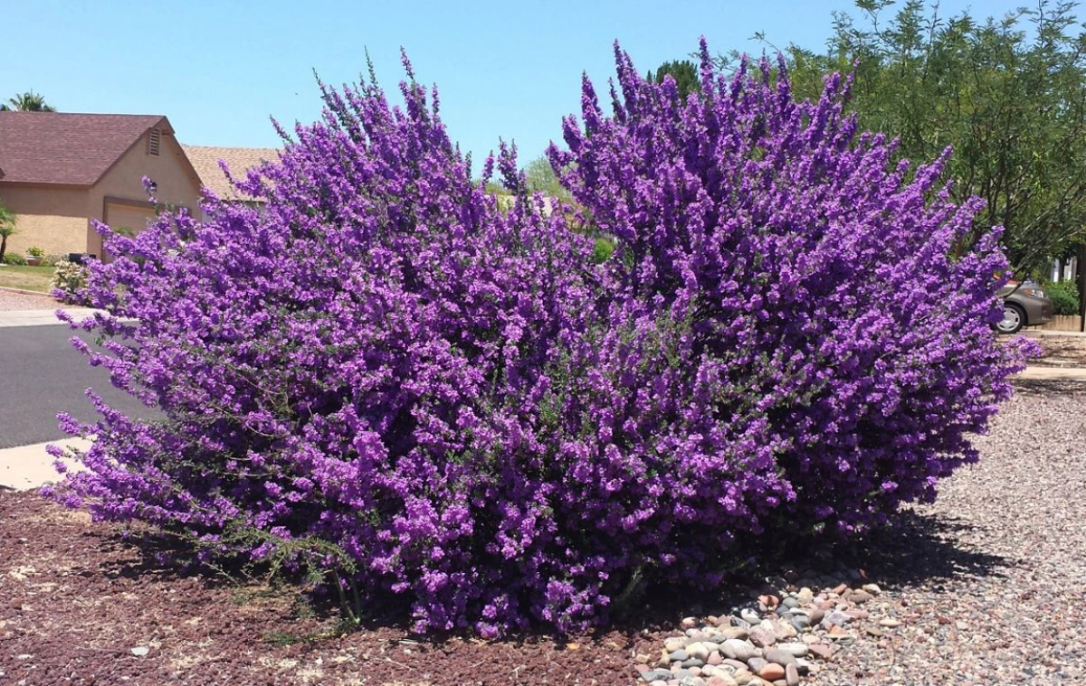 un buisson de sauge arbustive en pleine floraison fleurs violettes