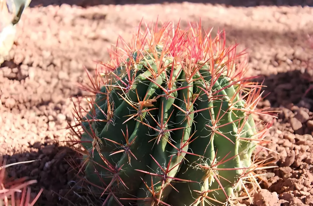 un cactus comestible en entier en milieu de terre seche avec une abondance en epines