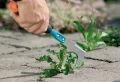 Comment désherber les pavés afin d’éradiquer les mauvaises herbes à jamais ? Astuces naturelles pour un résultat durable