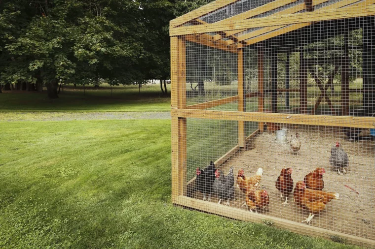 un espace de promenade pour les pondeuses jardin vert