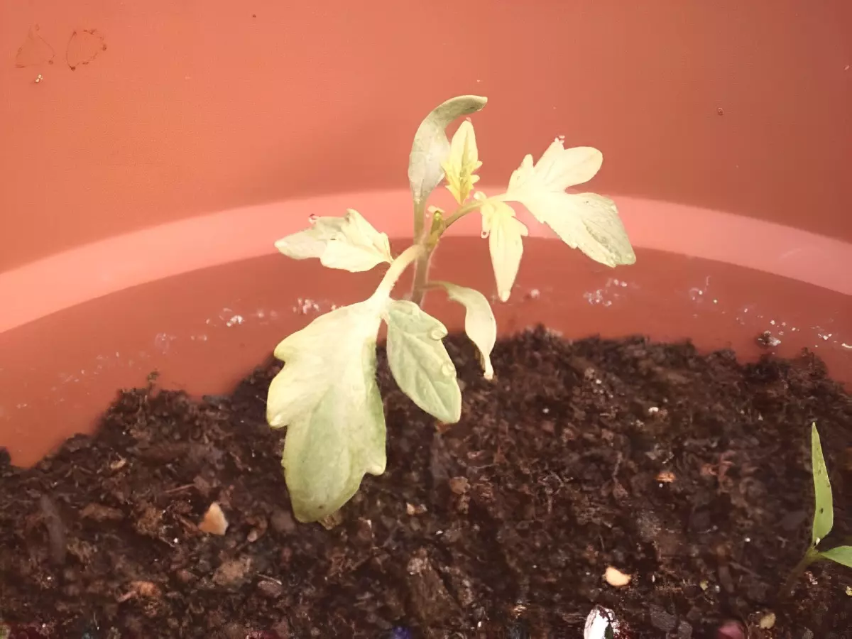 un jeune plant de tomates malade