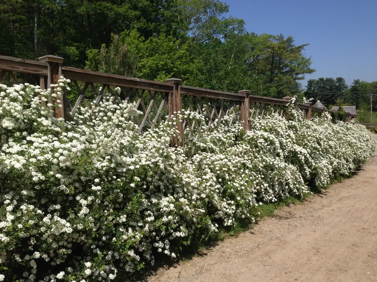 un seto de viburnum en flor blanca que corre a lo largo del camino