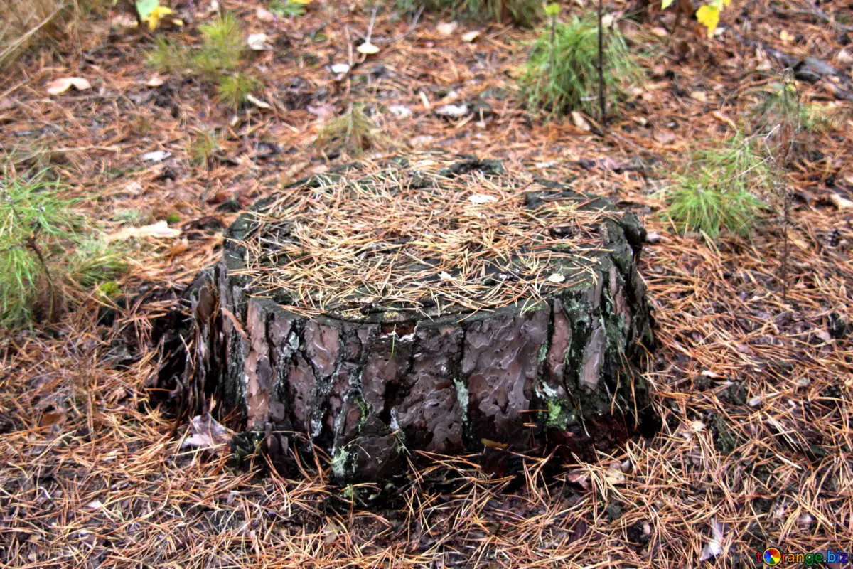 une souche d arbre couverte de paillis de bois