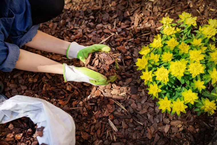 utiliser les tailles de thuya en jardin terre et fleurs jaunes