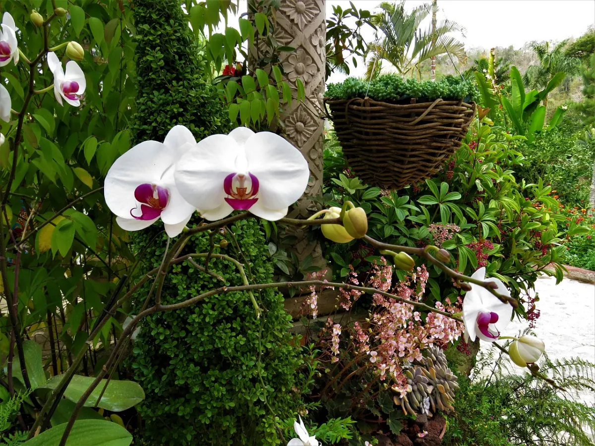 varietes d orchidee plante exotique decoration interieur exterieur vegetaux