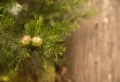 Comment tailler une haie de cyprès trop haute ? Tous les secrets pour réussir le projet
