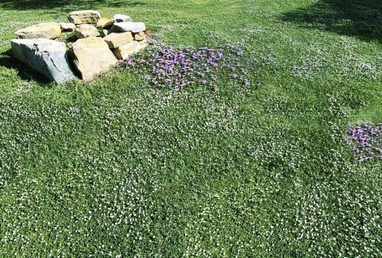 verveine nodiflore comme pelouse fleurs violettes