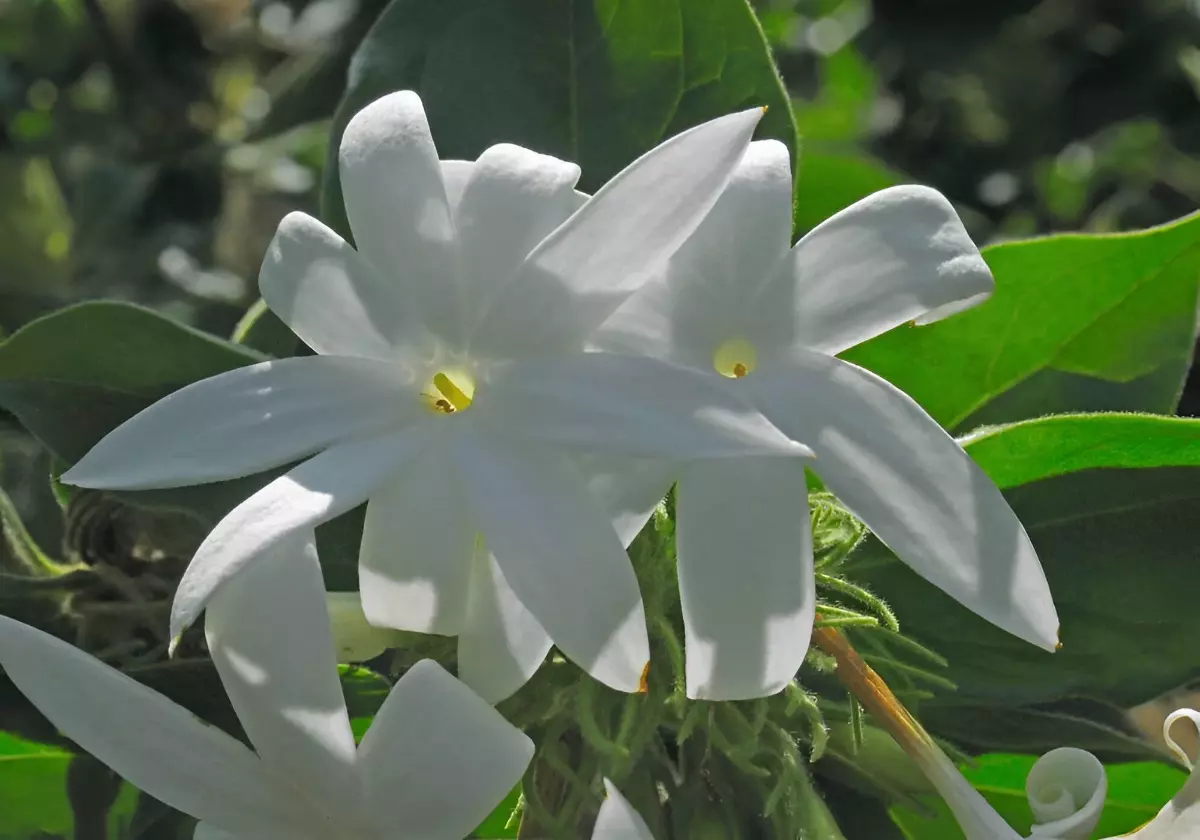 zoom sur deux fleurs blanches de jasmin etoile