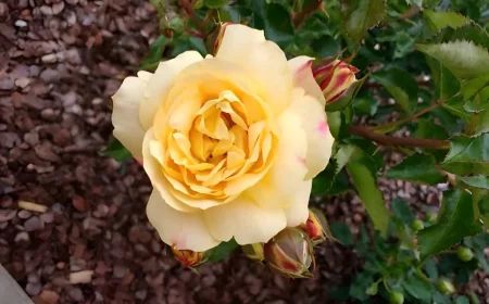 zoom sur la fleur d une rose jaune sur fond de paillis de copeaux de bois