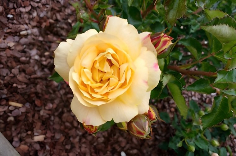 zoom sur la fleur d une rose jaune sur fond de paillis de copeaux de bois