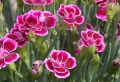 Fleurs vivaces à planter en mars : 7 propositions qui enchanteront vos sens