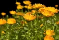 Fleurs vivaces à planter en mars : 7 propositions qui enchanteront vos sens