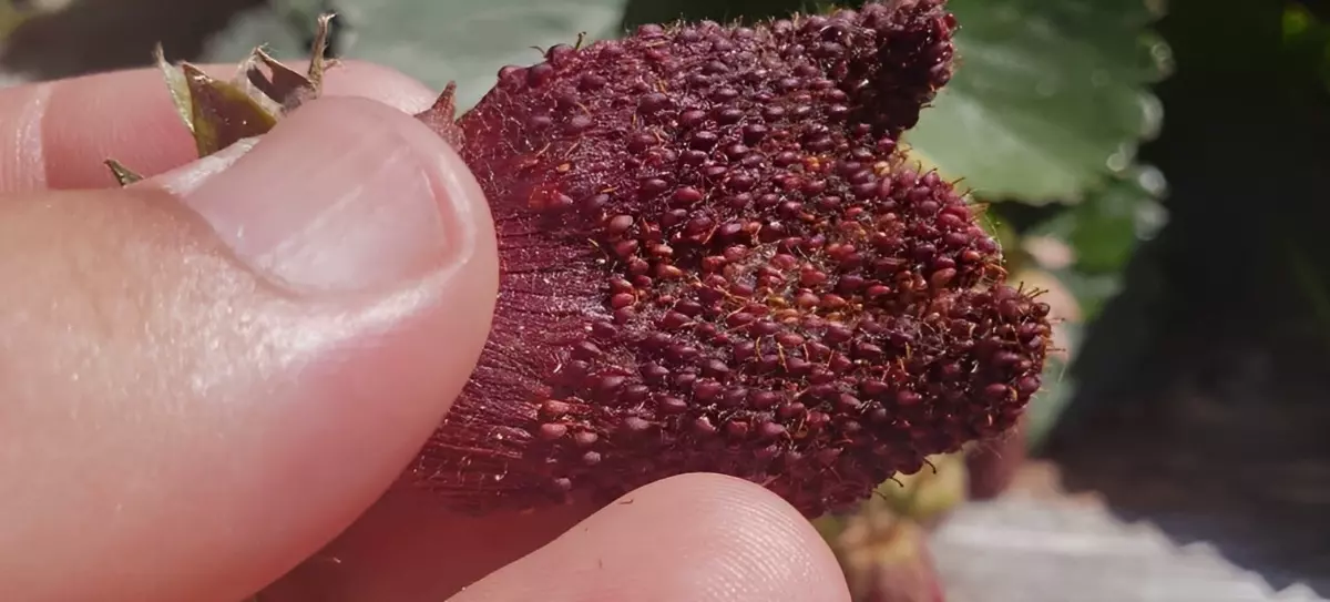 zoom sur une fraise desechee pour extraire les graines