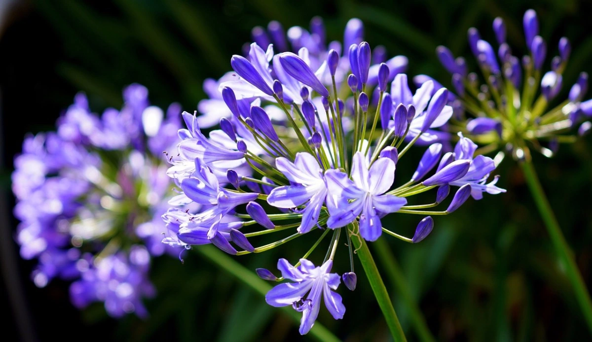 agapanthe bleu sur fond de deux autres fleurs sur tige