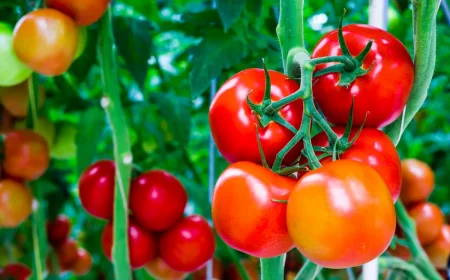 comment avoir beaucoup de tomates sur un pied tomates savoureuses