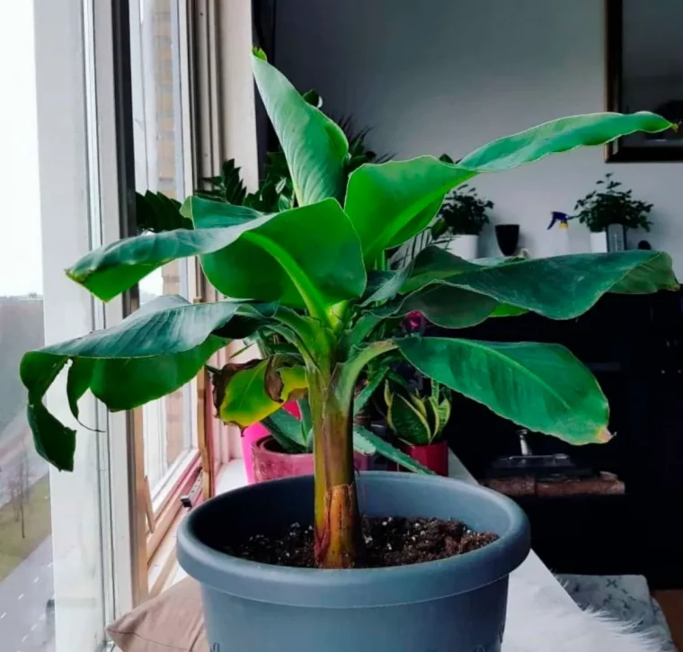 comment bien s'occuper d'un bananier plante enpot pres dune fenetre