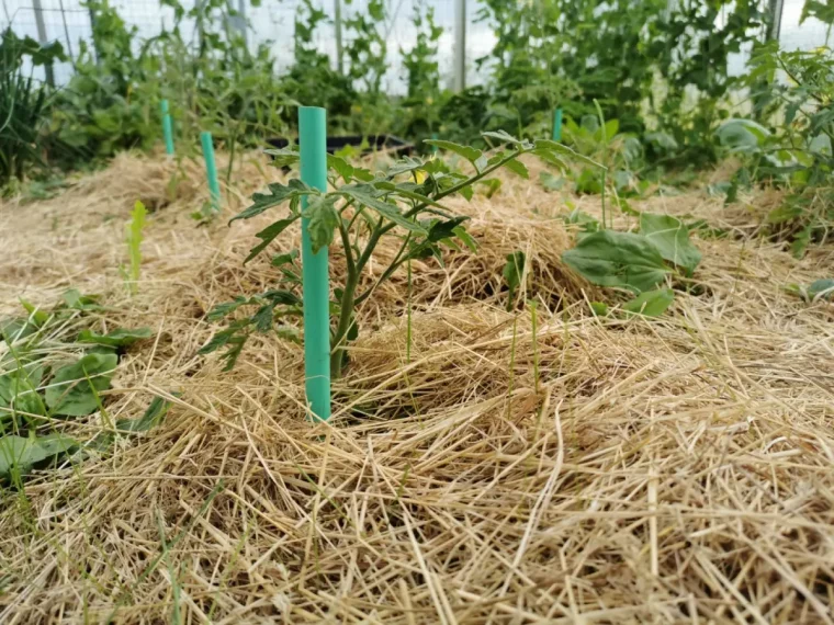 comment booster les tomates naturellement en les couvrant de paillis