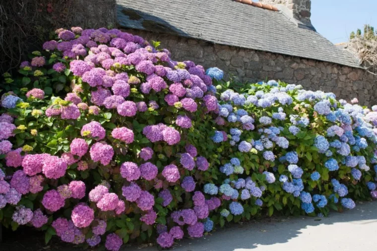 comment faire grimper un hortensia grimpant fleurs devant unemaison