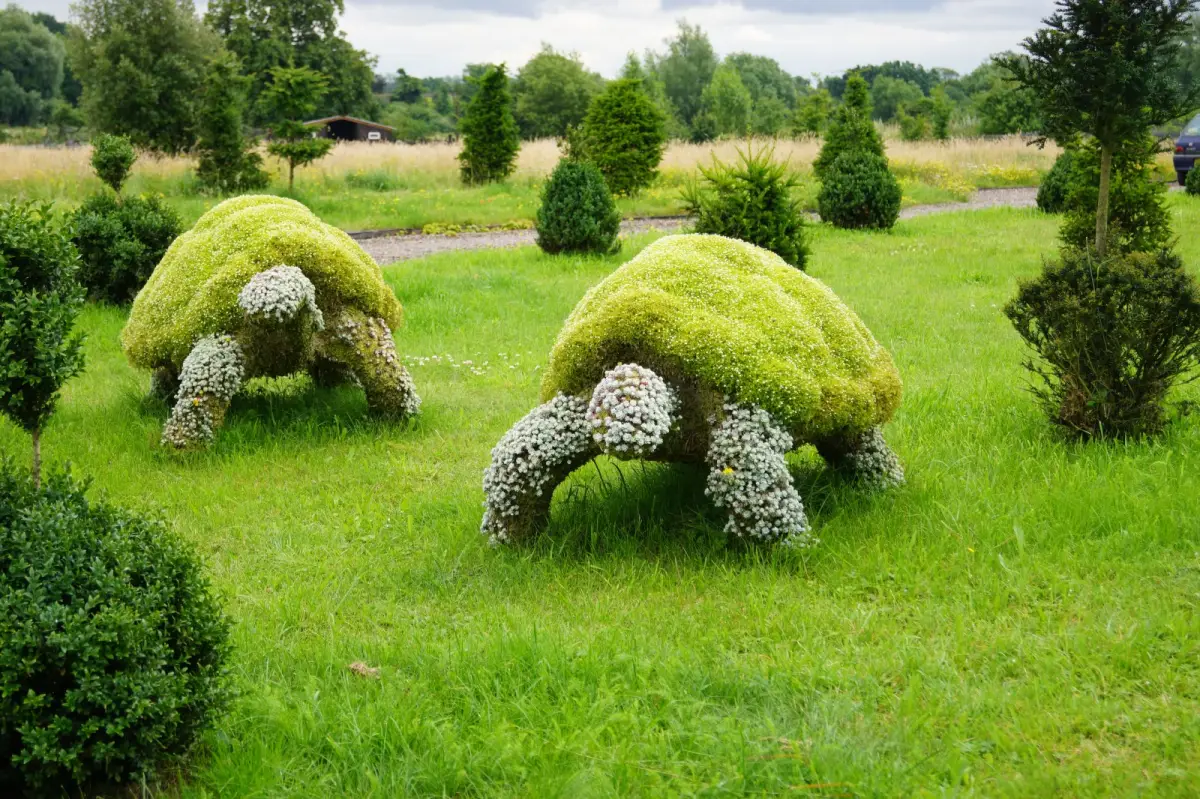 comment garder de la mousse verte tortues de mousse dans le jardin