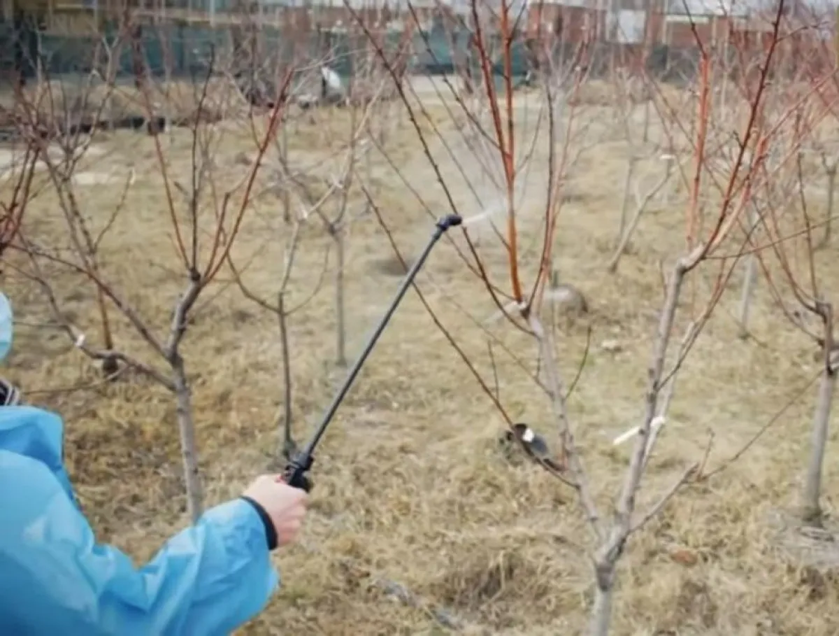 comment nettoyer les arbres fruitiers homme vaporise unarbre avec sulfatedecuivre