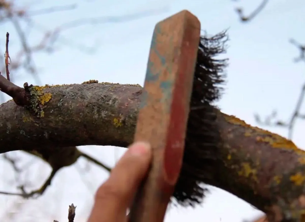 comment nettoyer les arbres fruitiers une main nettoie unebranche alabrosse