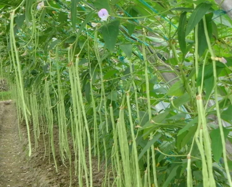 comment planter des haricots verts en pleine terre