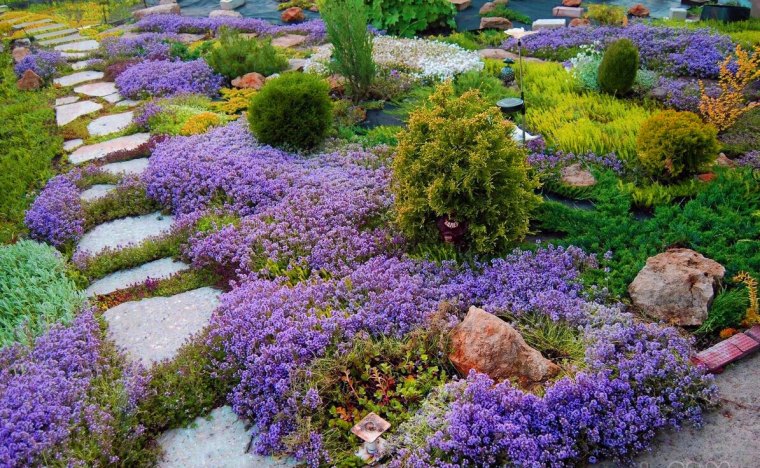 comment se débarrasser des limaces dans le jardin naturellement thym