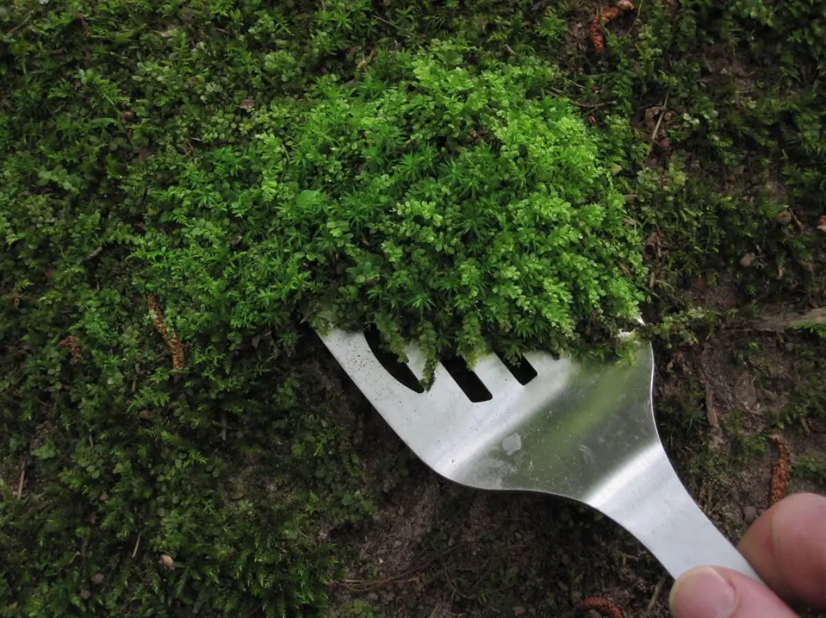 comment utiliser la mousse verte du jardin