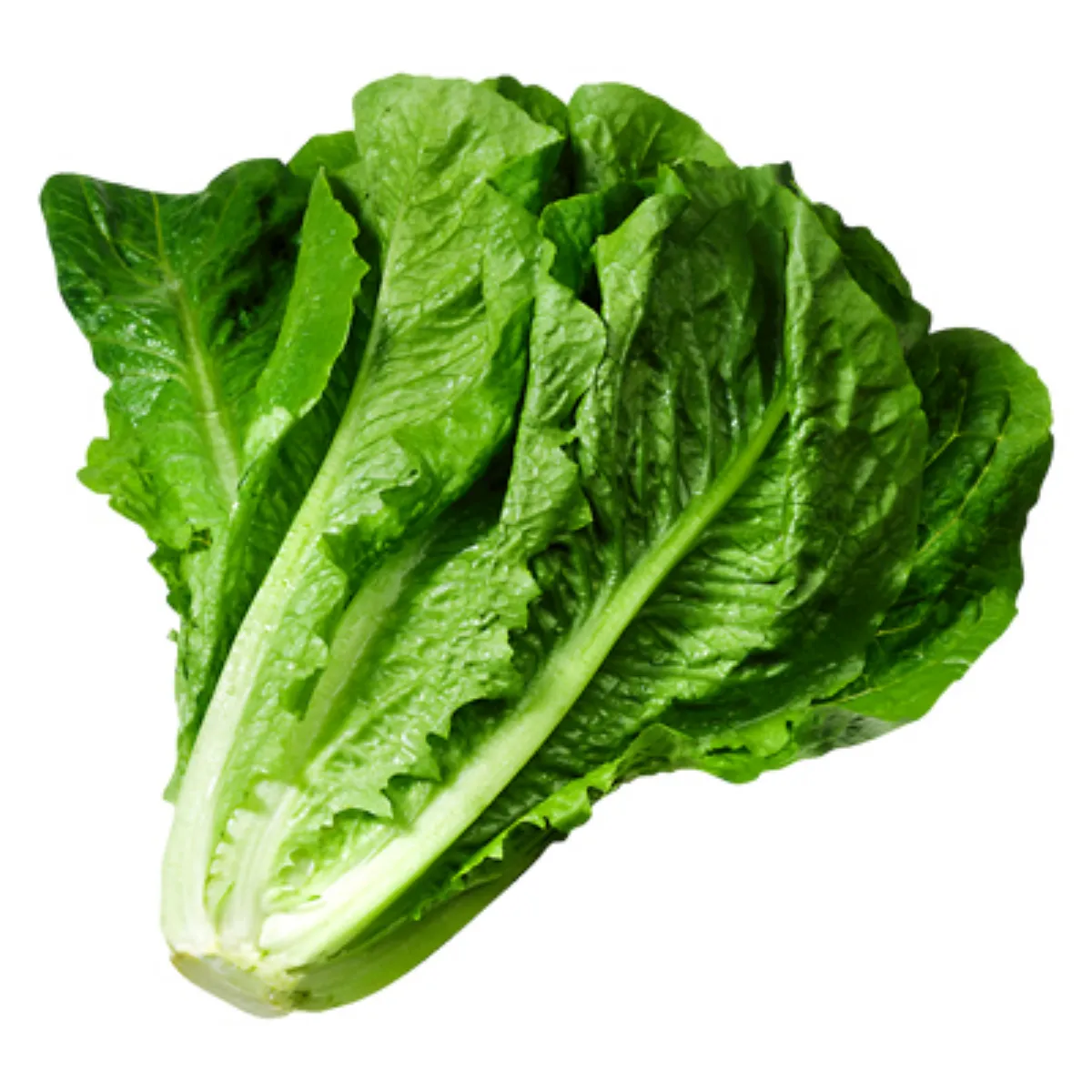 est ce bon de manger de la salade verte tous les jours ляитуe po;яинe