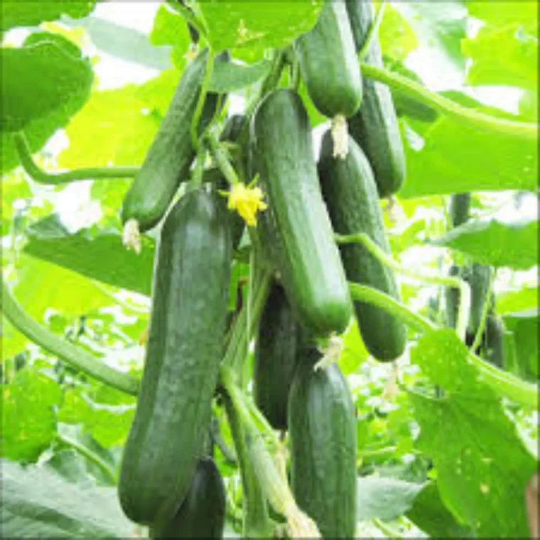 est ce qu'on peut planter des tomates à côté des concombres legumes et fleurs concombres