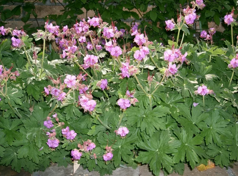 geranium macrorrhizum la methode inratable pour faire un massif de fleurs couvre sol