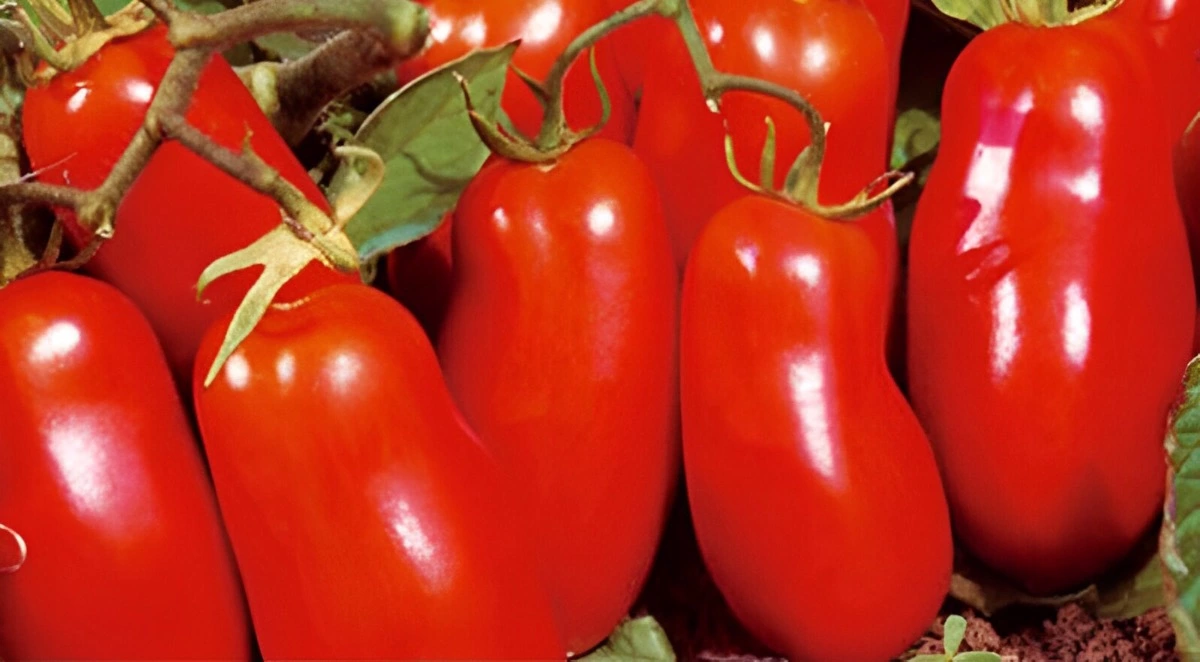 gros plan sur des tomates de la variete raja