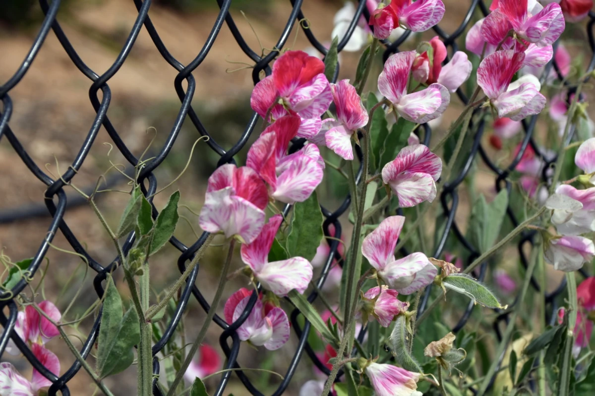 lathyrus sur un grillage fleurs roses