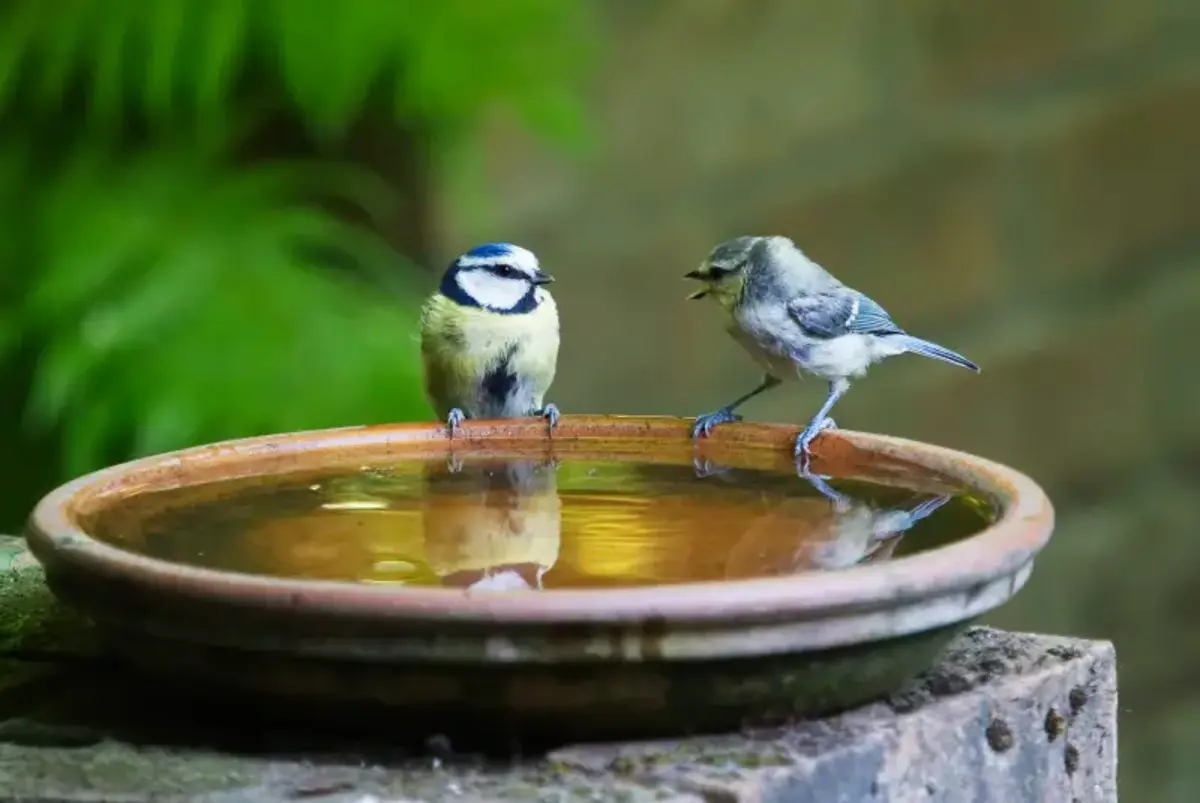 oiseaux buvant a un abreuvir comment et pourquoi les attirer dans son jardin