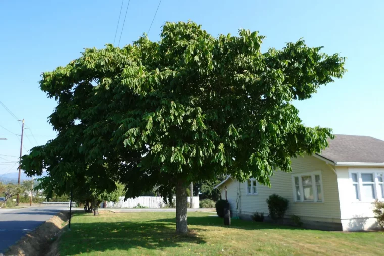 ou ne pas planter un noyer arbre devant unemaison blanche