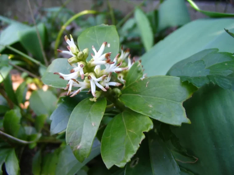 pachysandra terminalis la methode inratable pour faire un massif de fleurs couvre sol