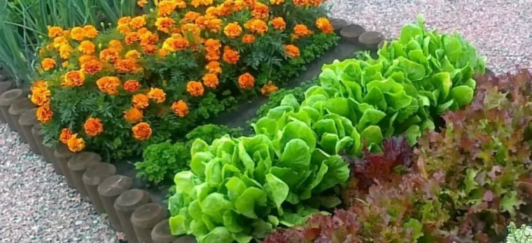 plantes pour lutter contre les ravageurs en agriculture biologique colendula