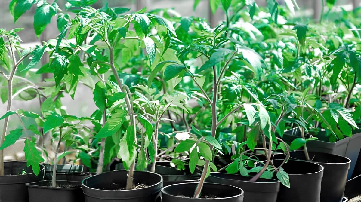 plants de tomates dans des pots individuels prets a etre plantes