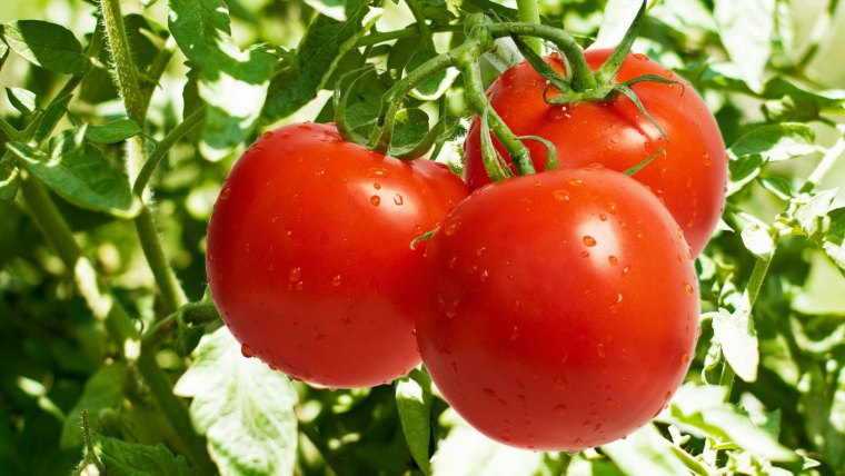 pourquoi mettre du sel au pied des tomates 2fruits juteux