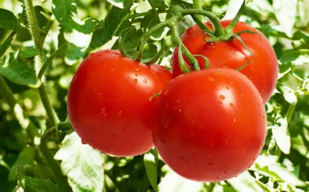 pourquoi mettre du sel au pied des tomates 3fruits juteux