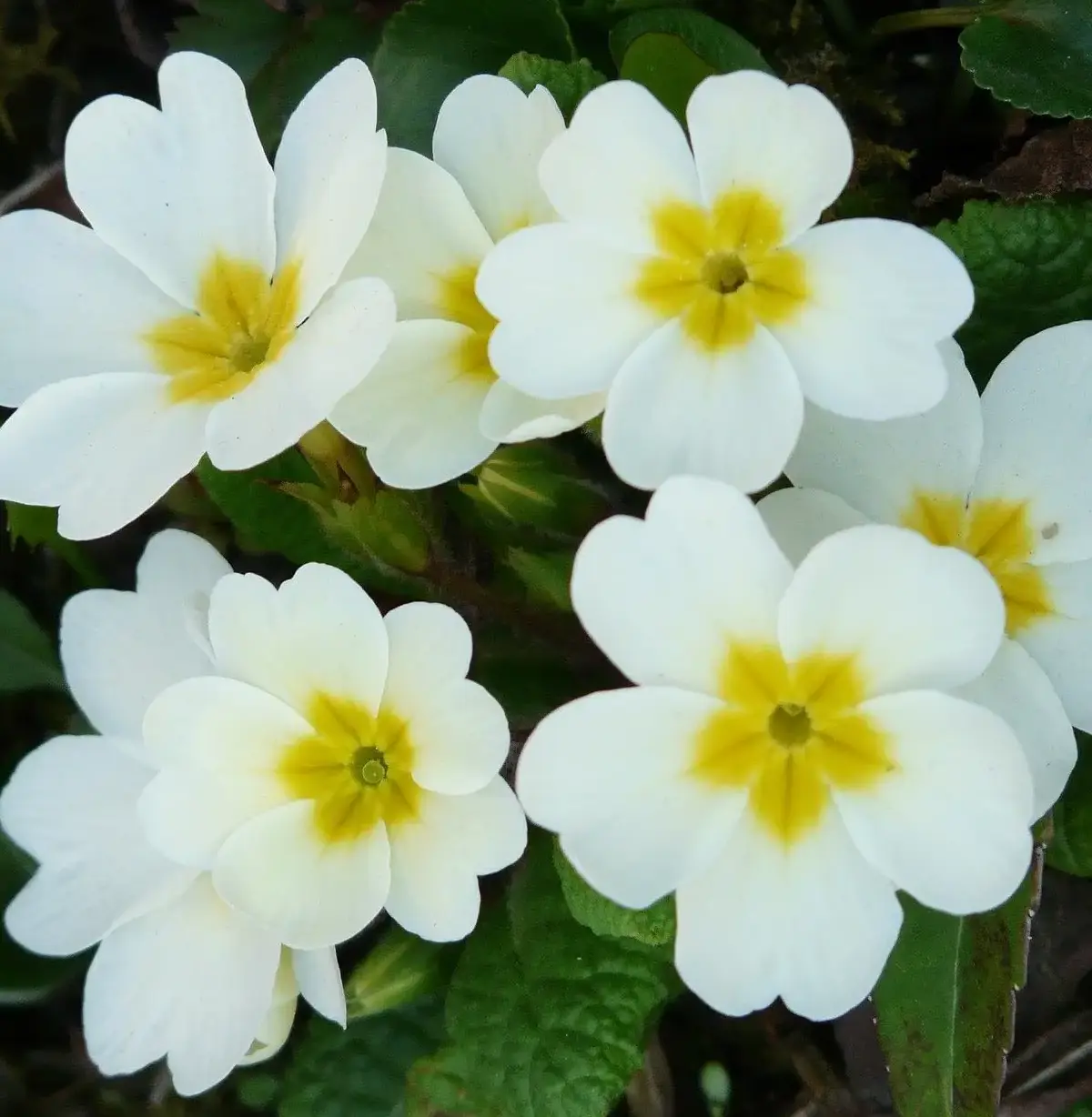 primeveres blanches fleurs a planter au nord ou a l'ombre
