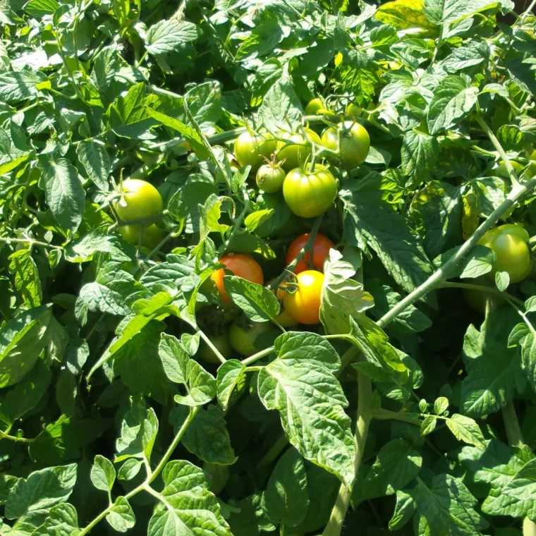 quand mettre du sel d'epsom sur les tomates tomates fruits verts et rouges