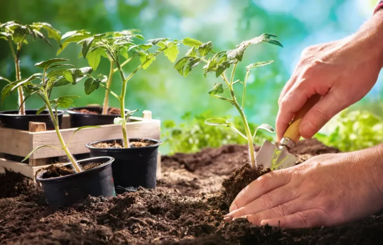 quand mettre le crottin de cheval au potager