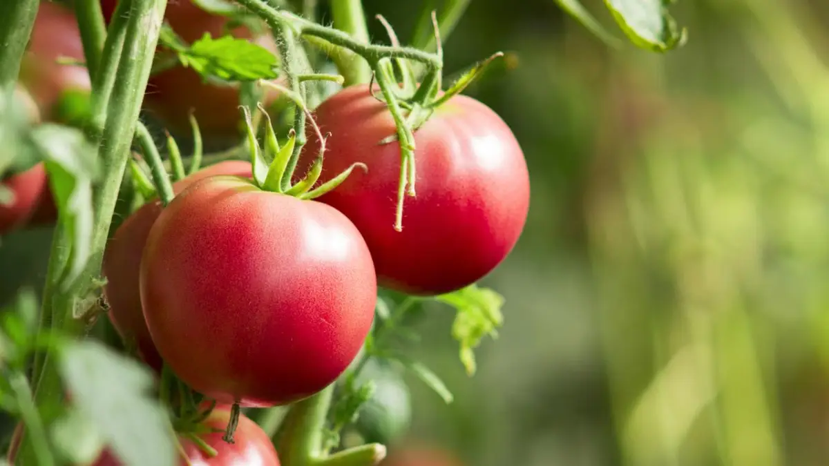 que abono para cultivar tomates