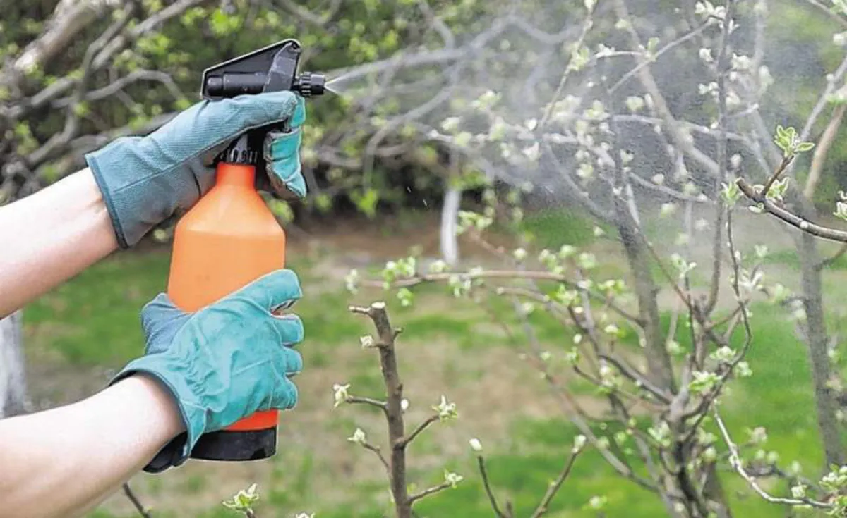 quel produit pour enlever la mousse sur les arbres mains engants verts vaporisent unfruitier