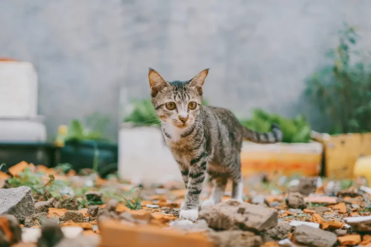 quel recours contre les chats du voisin