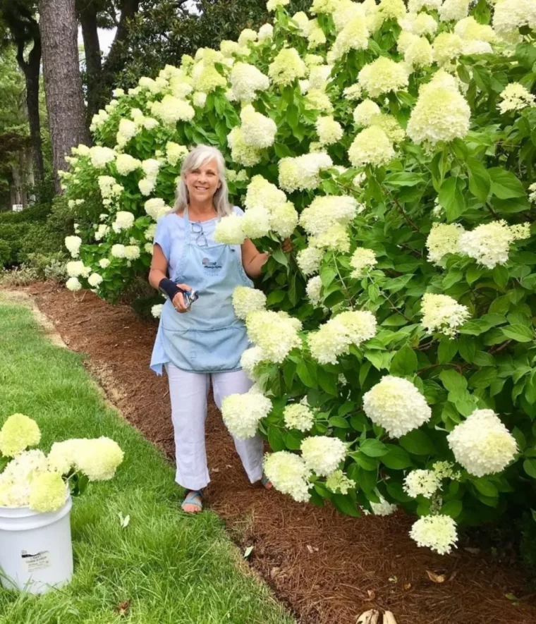 quel support pour un hortensia grimpant femme pres dun mur dortensias